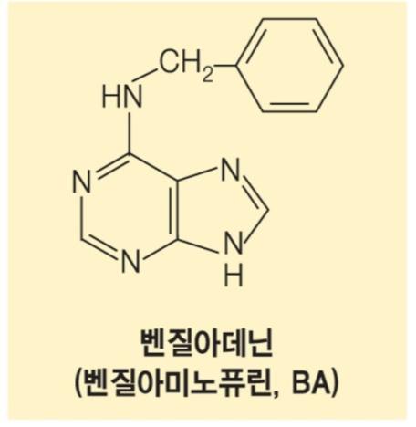 시토키닌의구조및특성 시토키닌 :