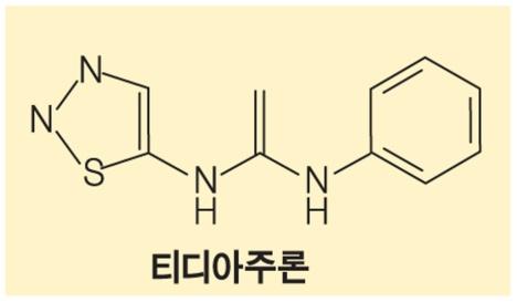 옥신이존재할때캘러스세포의세포분열유도