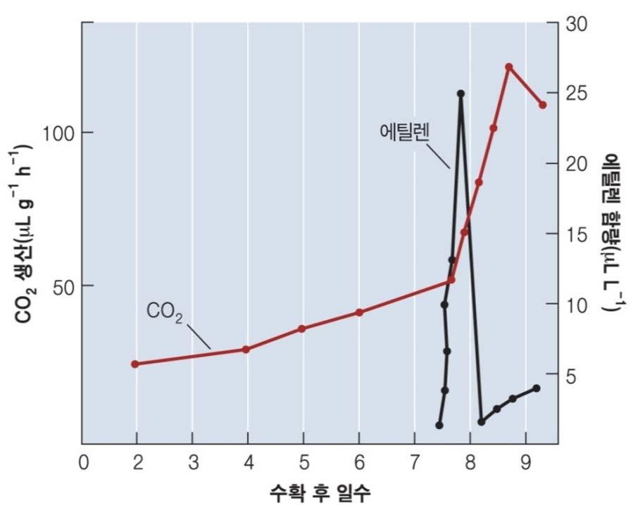 에틸렌의생물학적역할 일부열매의숙성촉진 후숙과일 (climacteric