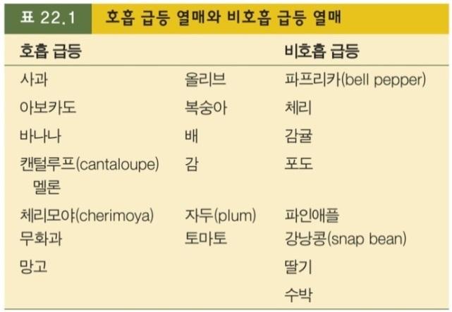 -에틸렌처리에의해내생적에틸렌합성및미숙과의숙성 비호흡급등과일 :