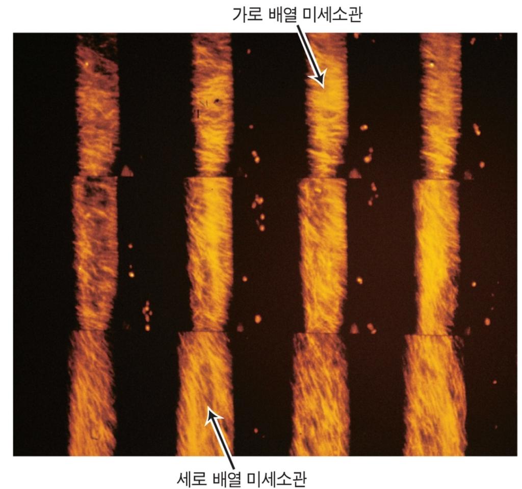 세포의측부팽창유도 신장속도저하와함께측부팽창으로부피생장을유도