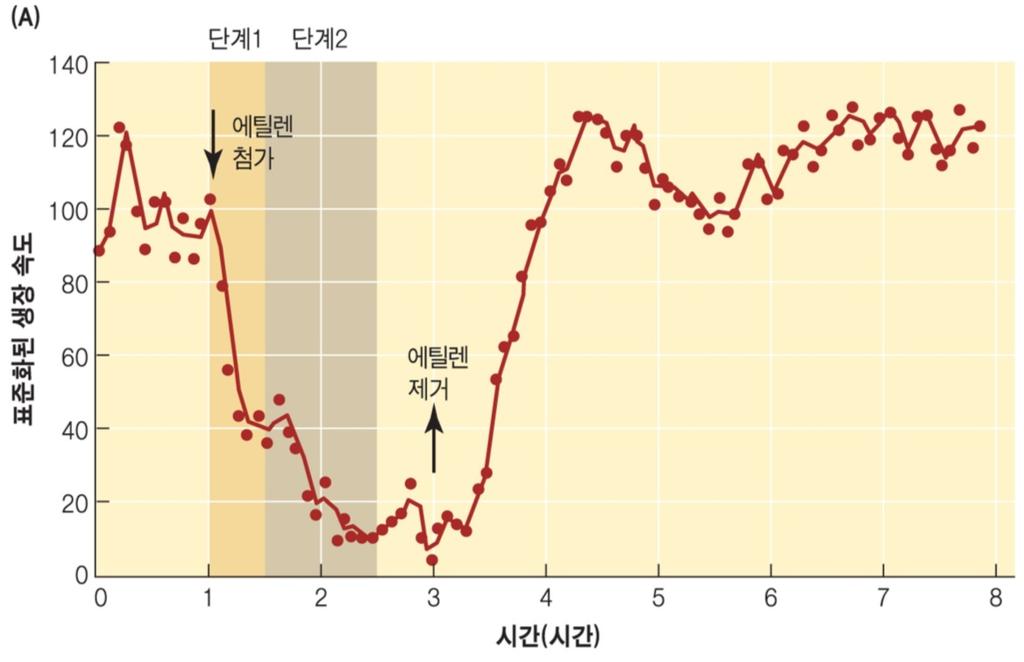 에틸렌에의한생장저해 2 단계 에틸렌에민감한첫단계