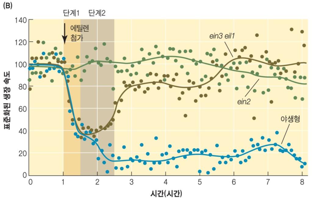 에틸렌제거시결합수용체의빠른분해 새로운수용체의합성및대체 그림