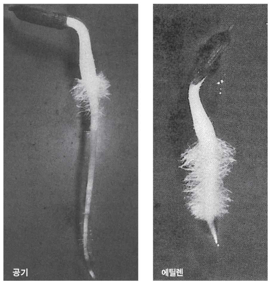 뿌리와뿌리털의형성유도 부정근형성을유도 : 에틸렌불감성돌연변이체는옥신의영향을받지않음