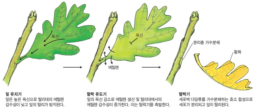 잎의탈리에대한호르몬의조절모델 이층세포의에틸렌감수성조절은옥신의기울기에좌우됨 그림 22.20 잎탈리시옥신과에틸렌의역할에관한모식도.