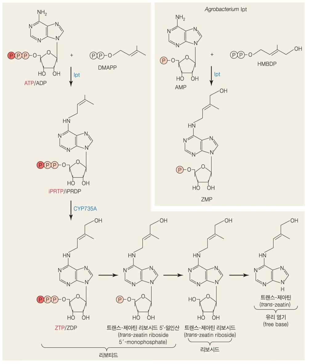 시토키니의생합성 이소펜테닐기전이효소 (isopentenyl transferase; IPT) ATP/ADT와디메틸알릴이인산 ( 이소펜테닐피로인산 )