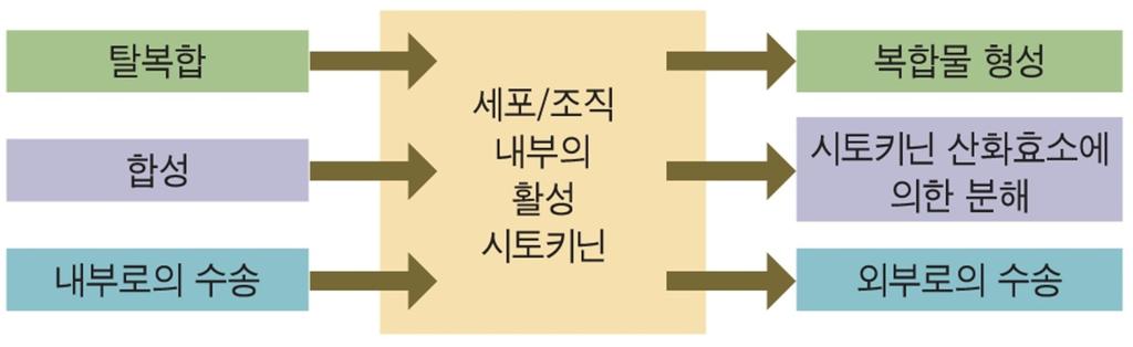 시토키닌의합성장소와장거리신호및국소적신호작용 뿌리는중요한시토키닌생합성장소 물관부수액에서발견 분리된잎의잎자루에부정근형성시잎의생존유지현상 이동성신호전달요소