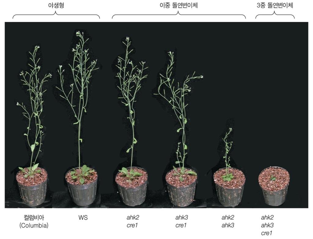 시토키닌수용체 : CRE1, AHK2, AHK3 막관통키나아제로시토키닌이결합하는 CHASE 도메인함유 시토키닌종류에따른친화도차이