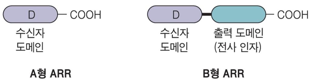 시토키닌에의해조절되는반응조절자 (ARR) 박테리아 2-성분반응조절자의수신자도메인과상동성 A형 ARR: