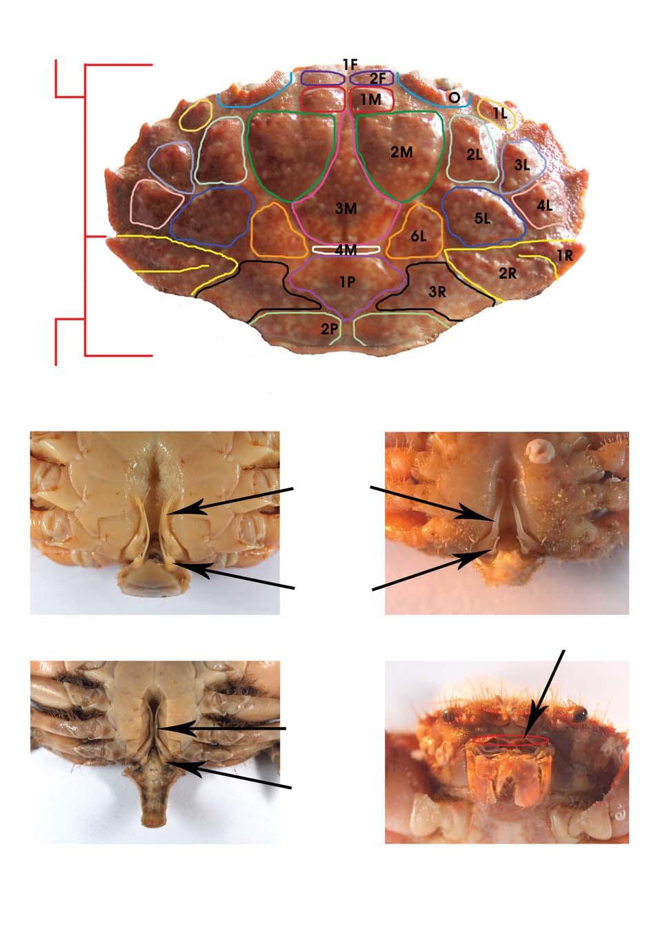 9 앞옆구역 A 뒤옆구역 제 1 생식지 B 제 2 생식지 C 입안마루 제 1 생식지 제 2 생식지 D E 2.. A. ( Leptodius exaratus); B.