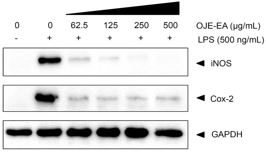 5 μg/ml 이상전처리한실험군에서 LPS에의한 inos의발현량이농도의존적으로현저히감소하는것을관찰할수있었다 (Fig. 7). 메틸렌클로라이드그룹에비해에틸아세테이트그룹이낮은농도에서도 inos의발현량을확연히감소시키는것을확인할수있었다. 그뿐만아니라 LPS 처리시증가한 COX-2 발현량이미나리에틸아세테이트분획물전처리그룹에서 62.