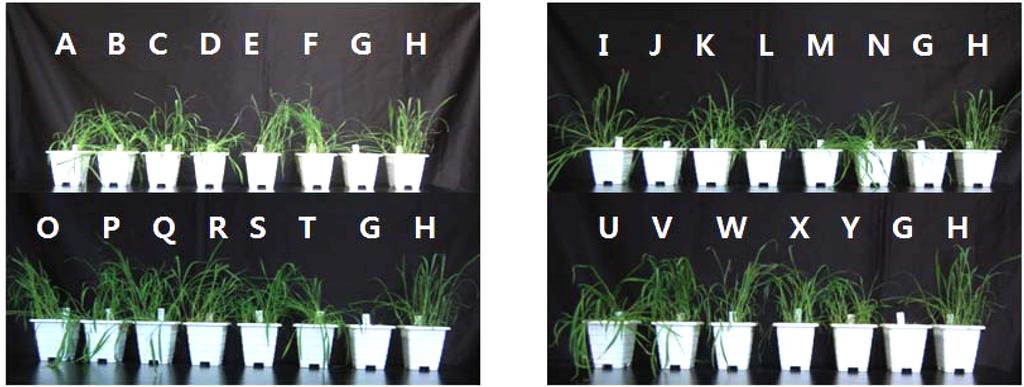 잔디밭잡초바랭이와민들레방제를위한살초활성약용식물의탐색 65 Table 5. Visual inspection of spraying to foliage used medicinal plant extracts. Korean name Herbicidal effect z 20 DAT x D. sanguinalis T.