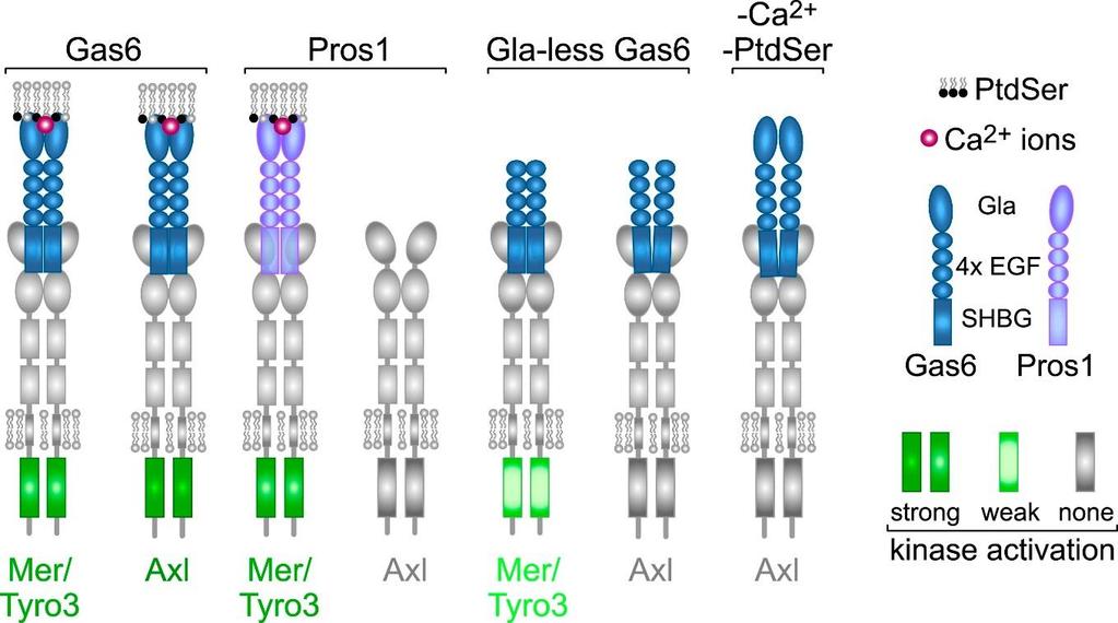33 Figure 6: GAS6:AXL activation. Illustrates that AXL is activated of GAS6 and not Pros1, and that AXL is dependent of carboxylated Gla-domain of GAS6 binding to PtdSer on neighboring cells.