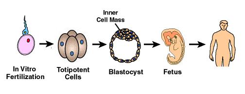 배아및성체줄기세포 EMBRYONIC Stem Cells SOMATIC ( ADULT ) Stem Cells Inner cell mass