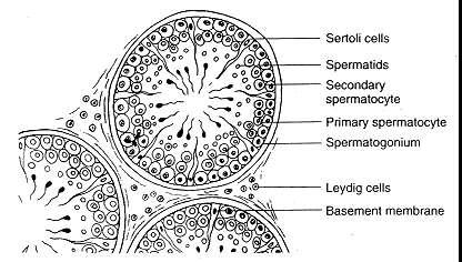 Figure 3-3 Cross section of parenchymal tissue showing relationship