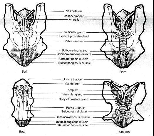 Figure 3-6 Accessory glands of the bull, boar, ram, and stallion showing their relationship to the ampulla and