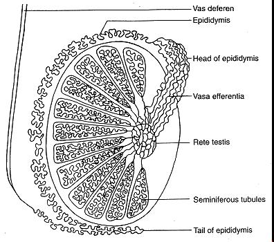 3-1. Testes ( 정소 )- 고환 수컷의제 1 생식기관 ( 암컷은난소 ) - male gametes(spermatozoa) 와 male sex hormone(androgens) 생산 Figure 3-2 Sagittal section of testis