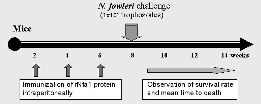 209 The nfa1 Gene Contributed on the Contact-dependent Pathogenic Mechanisms of Naegleria fowleri 염(gene transfection) 시험을수행한결과, nfa1 유전자를 갖고있는 transfection vector가그루버자유아메바의세포 질로잘 transfection