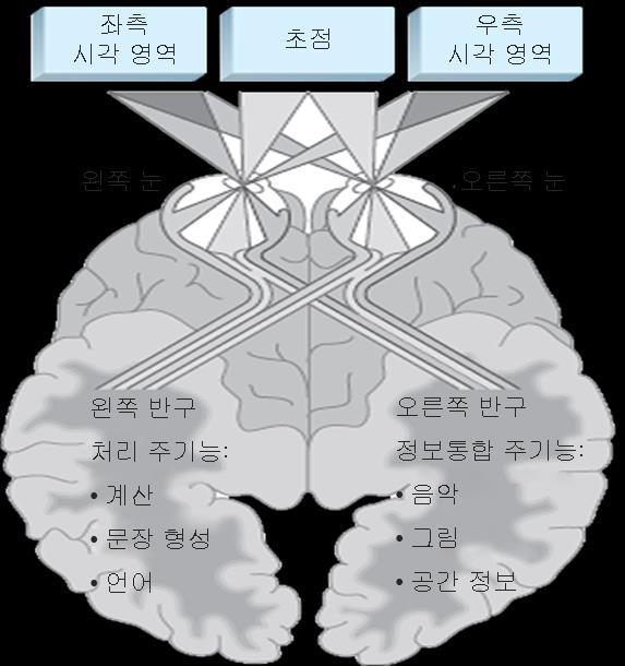 오른손을잘쓰는사람은왼쪽뇌가발달된사람이므로계산을잘한다.