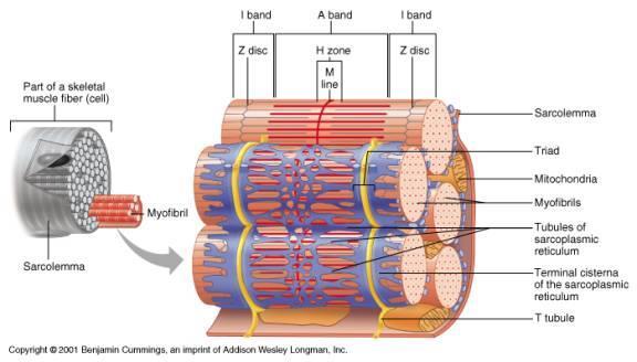 Skeletal Muscle Structure of Skeletal Muscle 400 개 ~ 수의적인골격근 체중의 40-50% 차지 골격근의 3 가지주요기능 운동과호흡을위한근수축