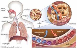 Blood Pressure (BP) Respiratory System 혈압은혈관을따라흐르는혈액이혈관의벽에주는압력 - 주요한생명의징후 Systolic blood pressure (SBP, 최고혈압 ) is the highest pressure within the vascular system generated during cardiac contraction