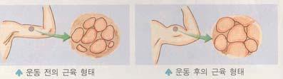 Muscle Fiber Types 운동이근육계에미치는효과 Slow-twitch fibers ( 지근섬유 ), Type I (~50%), oxidative Fast-twitch fibers ( 속근섬유 ),