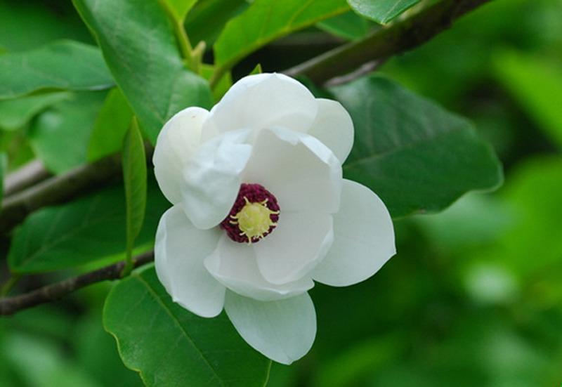 백목련 (Magnolia denudata) vs.