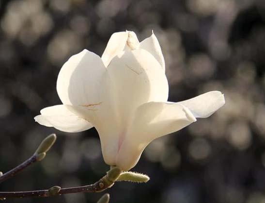 - 그러므로목련과백목련은이른봄에, 함박꽃나무는 6-7월에꽃이핀다.