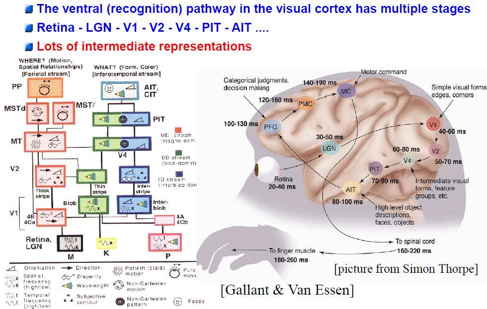 Artificial Neural