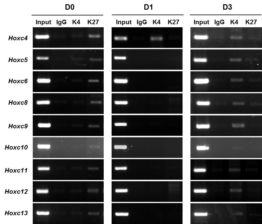 706 생명과학회지 2015, Vol. 25. No. 6 Fig. 2. Expression profiles of Hoxc genes following RA treatment in F9 EC cells by RNA-sequencing (RNA-seq).