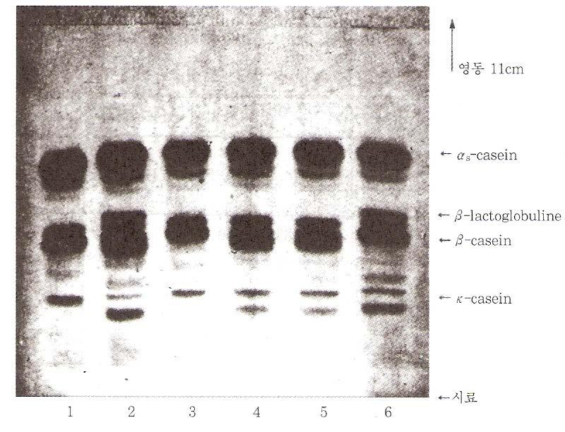 4. Casein 의분류및특징 - whole casein : 인산단백질복합체로서 ph 4.