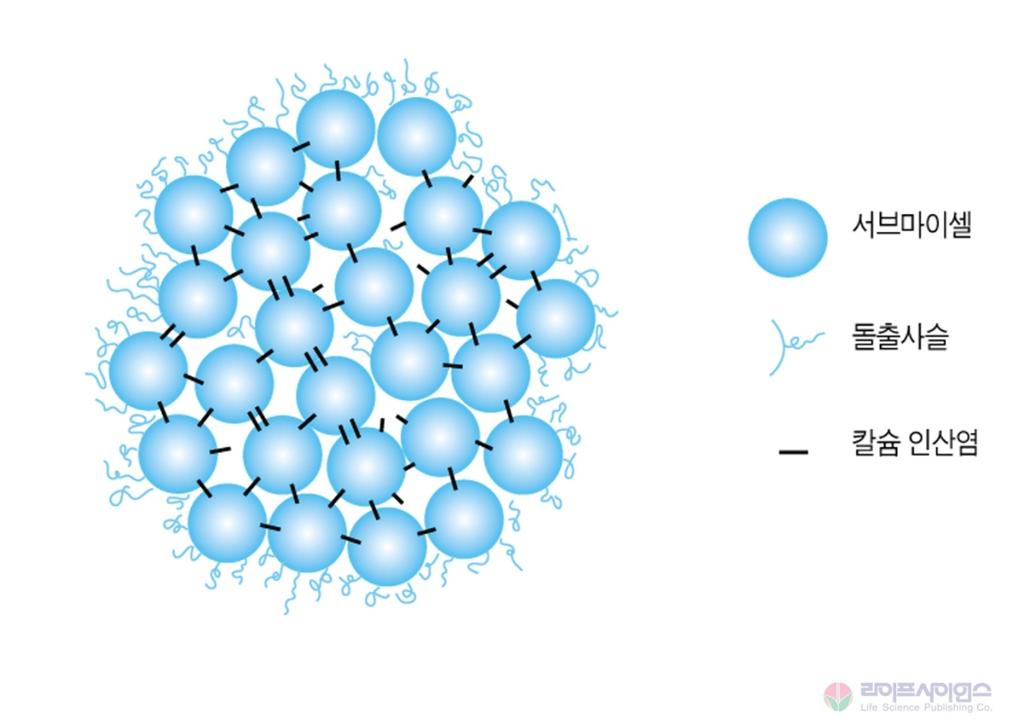 Micelle 구조 - submicelle이 CCP( 교질인산칼슘 ) 으로서로연결된다공성의공극구조 - 기타소수성결합, 수소결합도결합력으로작용 - k-casein 비율이높은 submicelle은표면에위치 -> 친수성