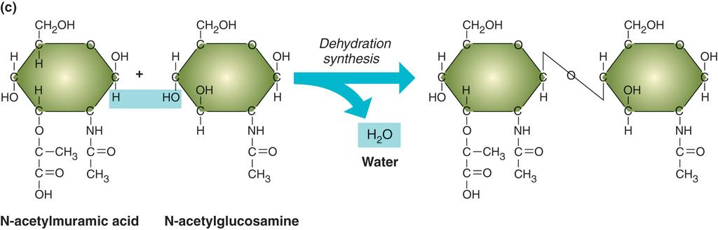 4. Lysozyme - 광범위하게분포 - muramic acid-n-acetylglucosamine 의 β-1,4 결합가수분해 ->
