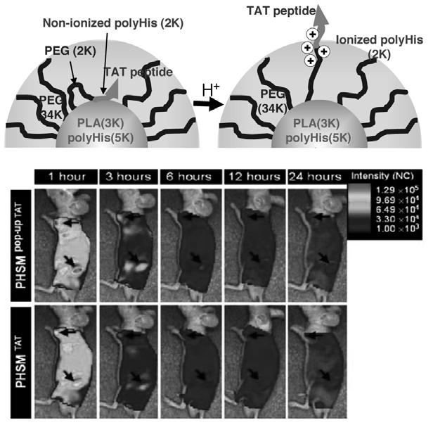 Multifunctional Nanoparticles for Molecular Imaging Figure 4. ph sensitive micelle with cell penetrating peptide TT, () schematic picture to show the structural change of micelle at ph variance.