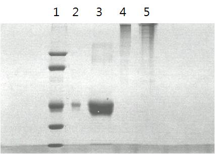 한국산학기술학회논문지제 13 권제 12 호, 2012 phosphate buffered saline(pbs) 용액에희석하여사용하였으며, 복강주사하였다. 면역반응은 10 일에한번씩실시하였다. 총 4 회의면역반응후에항체 titer를측정하기위하여채혈을하였으며, 혈전을원심분리에의하여제거한후, 상층의혈청만을사용하였다. 2.3 ELISA 2.3.1 Free STX의고정화 (immnobilization) Free STX의고정화를위하여, 96-well microtiter plate 를 BSA(5 g/ml in 0.