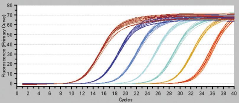 곡선으로표현한 PCR 증폭