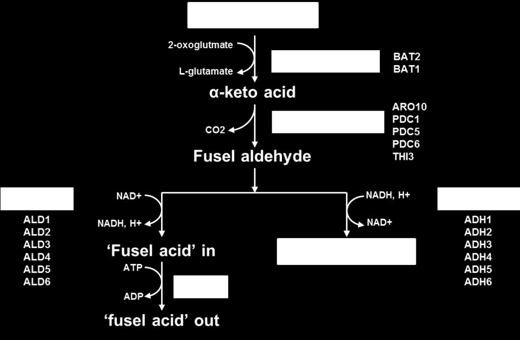 Figure 2. Amino acid degradation pathway. Yeast can generate higher alcohols via Ehrlich pathway.