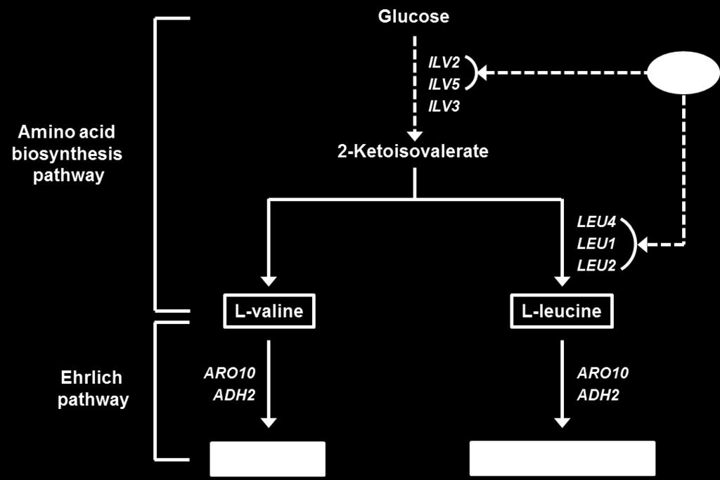 Figure 3. Illustration of amino acid biosynthesis and the Ehrlich pathway.