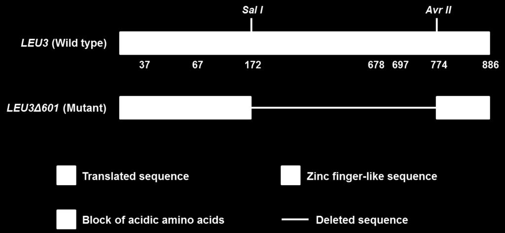 Figure 4. Diagrams of the large internal deletion of LEU3 for construction of constitutive transcriptional activator.