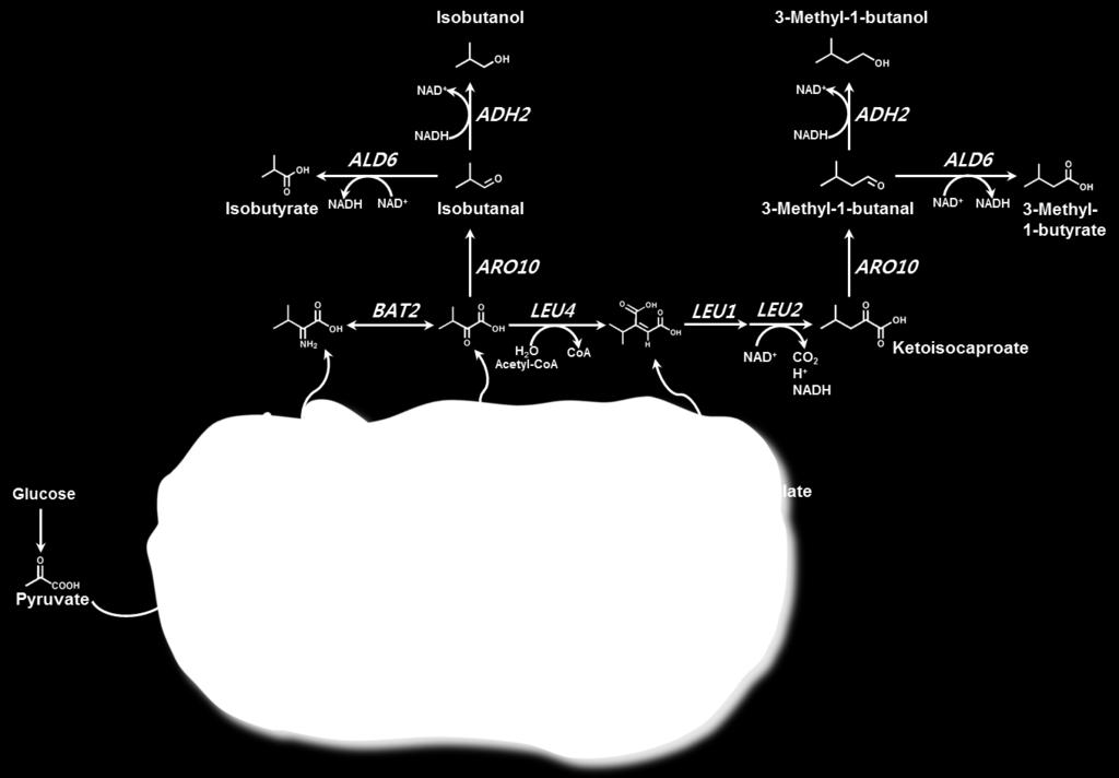 Figure 5. Schematic illustration of the biosynthetic pathways from glucose to isobutanol and 3-methyl-1-butanol constructed in Saccharomyces cerevisiae.