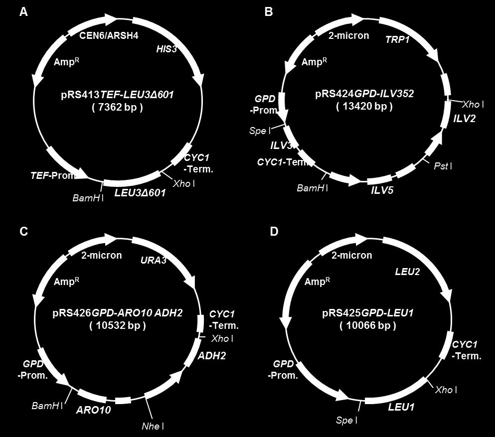 Genetically manipulated construction of the ILV2, ILV5 and ILV3 expression vector. C.