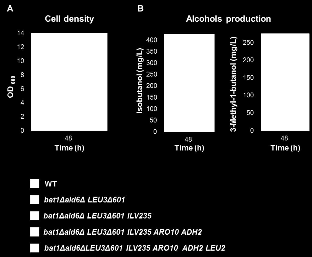 pathway. The bat1δald6δ LEU3Δ601 ILV235 ARO10 ADH2 cells was transformed with prs425gpd vector containing LEU2 gene as a selection marker.