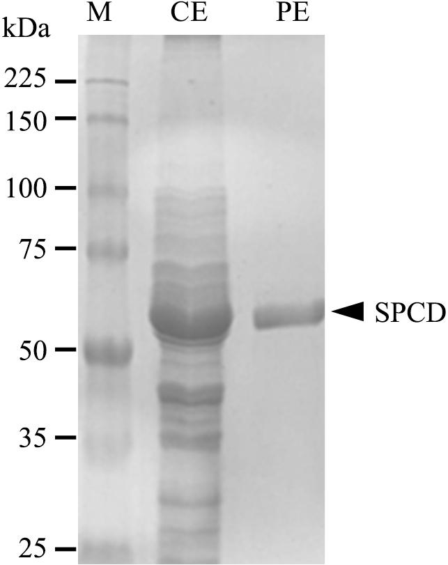 Catalytic amino acid residues are indicated with closed circles, and non-consensus residues are shown in black boxes. 다. 목적유전자를 SPCD-N 및 SPCD-C 프라이머를이용하여 PCR로증폭하여약 1.