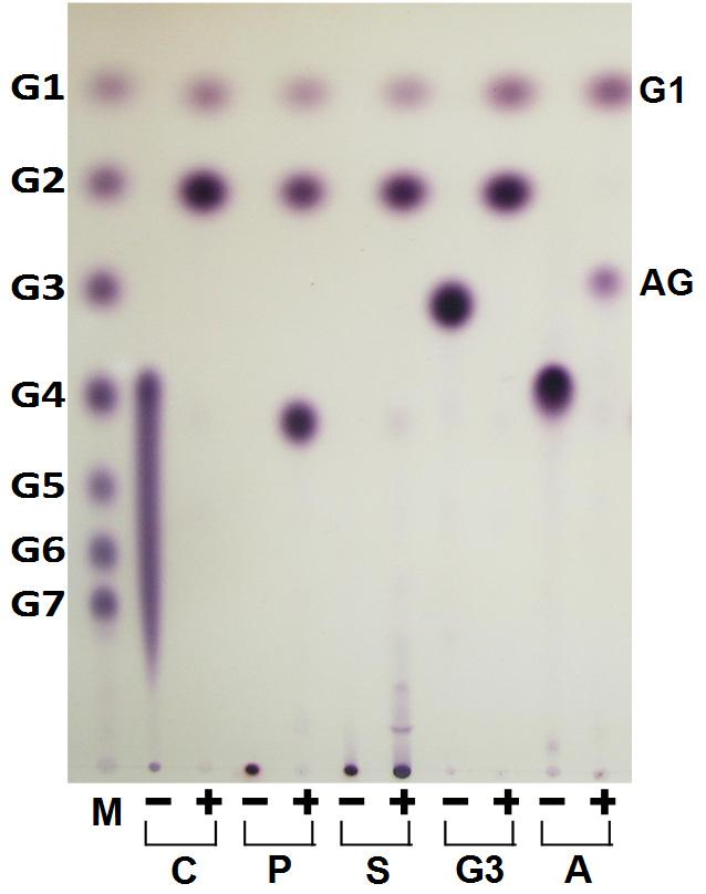 Streptococcus cyclomaltodextrinase 의효소특성 213 Fig. 5. TLC analysis of hydrolysis patterns of SPCD on various substrates.