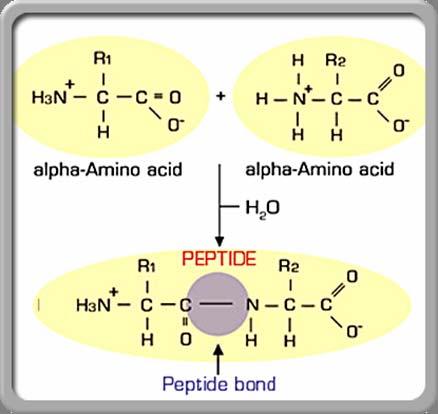 Peptide 란? 아미노산이한쪽아미노산의카르복실기 (-COOH) 와다음아미노산의아미노기사이에서물이떨어져나가고차례로연결해사슬모양을이룬채화학결합한것을말하며이결합을펩타이드결합이라한다. 보통 2~50 개의아미노산이결합한상태이고, 분자량은 100,000 이하이다.