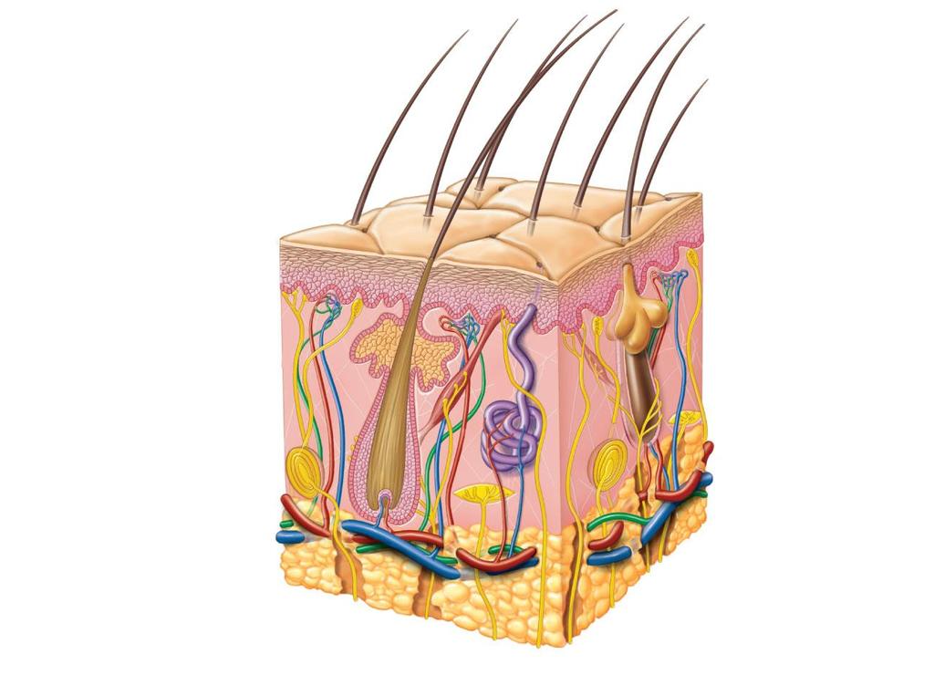 hair shaft sebaceous gland capillary bed dead cell layer living epidermal cells sensory nerve endings pore epidermis dermis hair follicle