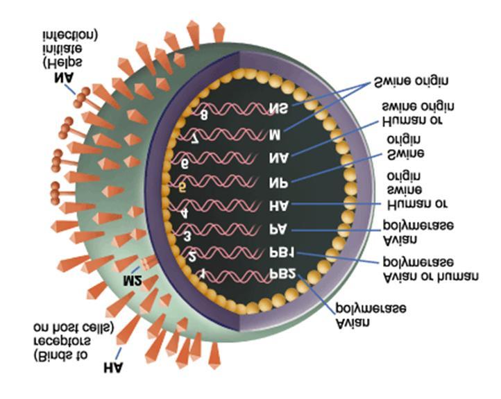 Chang KS. Interpretation and Prospection of Influenza Virus H1N1이며 H1N2, H3N1, H3N2과 H2N3로알려진 influenza A 아형과 influenza C 를포함하고있다.