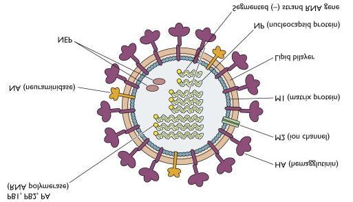 Chang KS. Interpretation and Prospection of Influenza Virus 부터나온부속물과배출물이포함되어있으며인간과 돼지의면역체계시스템의주요목표가된다.HA단백질 은바이러스가숙주세포의수용체에붙어다음의세포 내융합을가능하게한다.