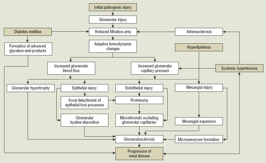 Figure 3. Proposed mechanisms for progression of renal disease 고혈당은만성신질환의발병및진행요인이다. 제 1 형당뇨환자에서만성신질 환이발생할위험은약 40% 이며 13) 제 2 형당뇨환자에서는약 50% 에달한다.