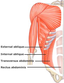The Core Musculature 안정화체계